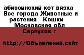 абиссинский кот вязка - Все города Животные и растения » Кошки   . Московская обл.,Серпухов г.